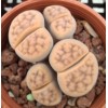 Smokey Peach - Seed